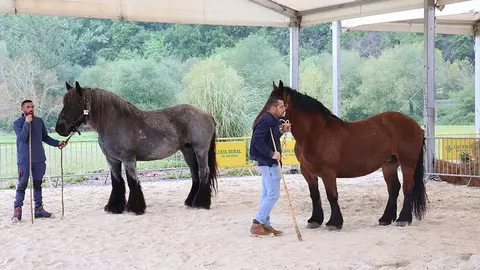 concurso-caballos-cangas-onis-08