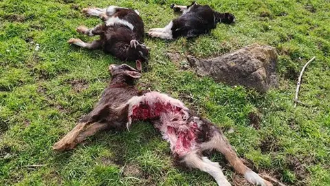 ataque-lobo-ribera-arriba-02