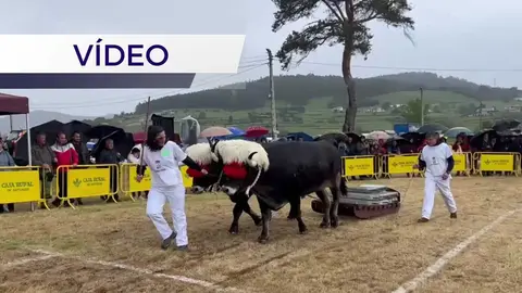 concurso-arrastre-llanera