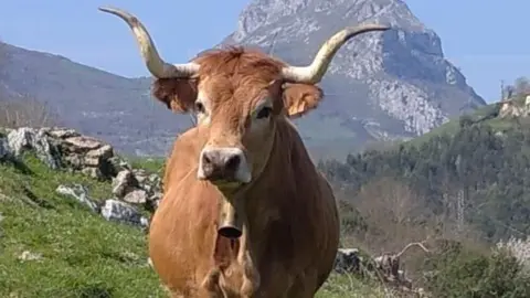 feria-san-isidro-penamellera