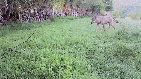 loba-prenada-bobia-onis