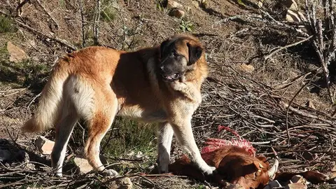 PERRO-DOMESTICO-COMIENDO-GANADO