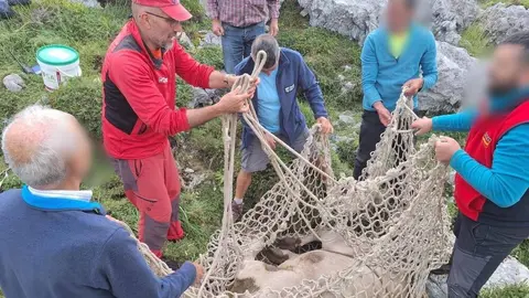 evacuacion-vaca-lagos-covadonga