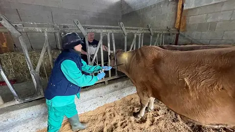 lengua-azul-ribadesella