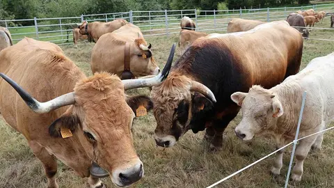 feria-libardon-2025-03