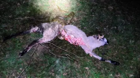 Uno de los animales, atacado y devorado por el lobo