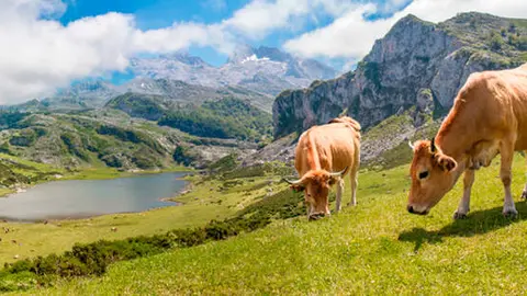 El principado aprueba una partida para el medio rural asturiano