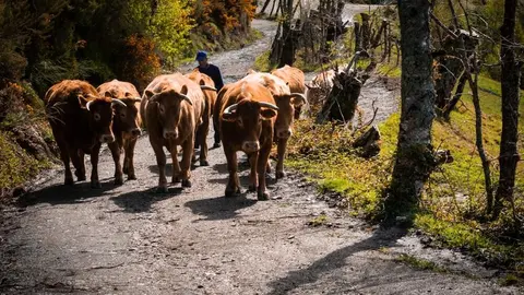 El Principado pag&oacute; a 897 explotaciones ganaderas por los da&ntilde;os producidos por la enfermedad