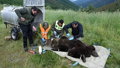 Radioequipaje-oso-Degaña-junio-2024