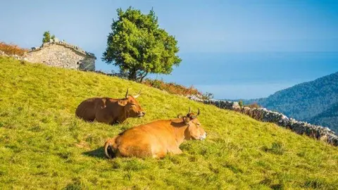 Vacas en el campo asturiano.