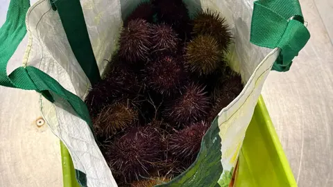 Los oricios incautados por la Guardia Civil en Ribadesella