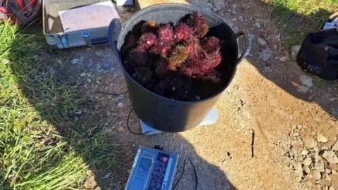 Captura de oricios vedada interceptada por Agentes del Servicio de Inspecci&oacute;n y Vigilancia Pesquera del Principado.