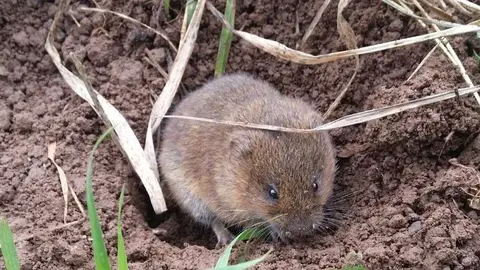 Rata topera. Foto de Aitor Somoano.