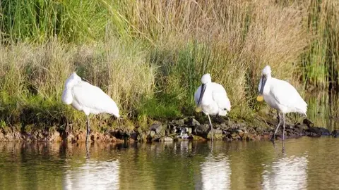 Humedal R&iacute;a de Villaviciosa.