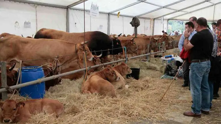 Concurso de Ganado de Santa Teresa en Infiesto.jpg
