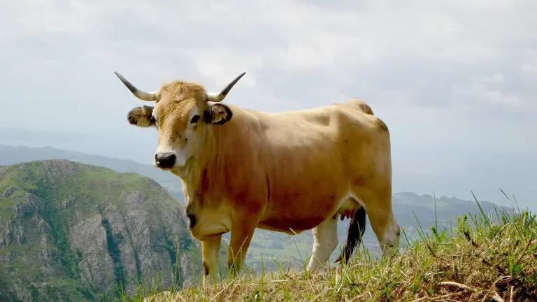 Autor:  ASEAMO. A&ntilde;o: 2011. Sexo: Hembra.