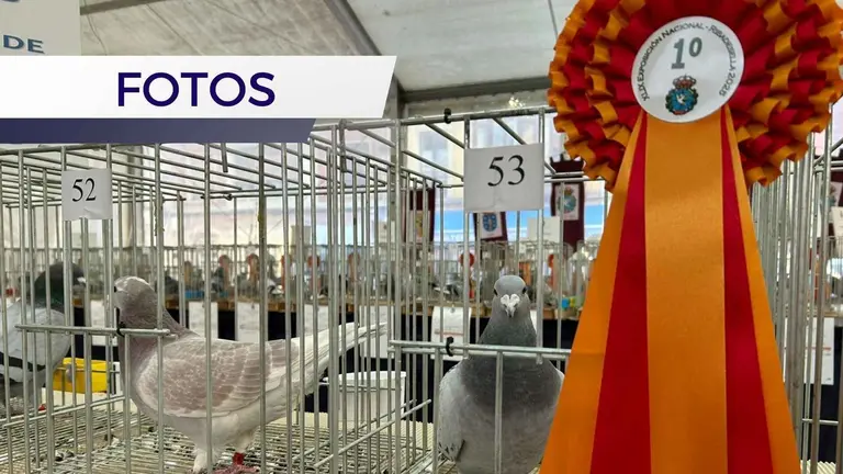 colombofilia-ribadesella