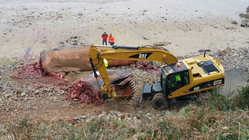 ballena-caravia-troceada
