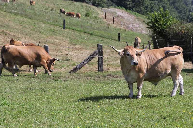 bueyes-onis-la-huertona