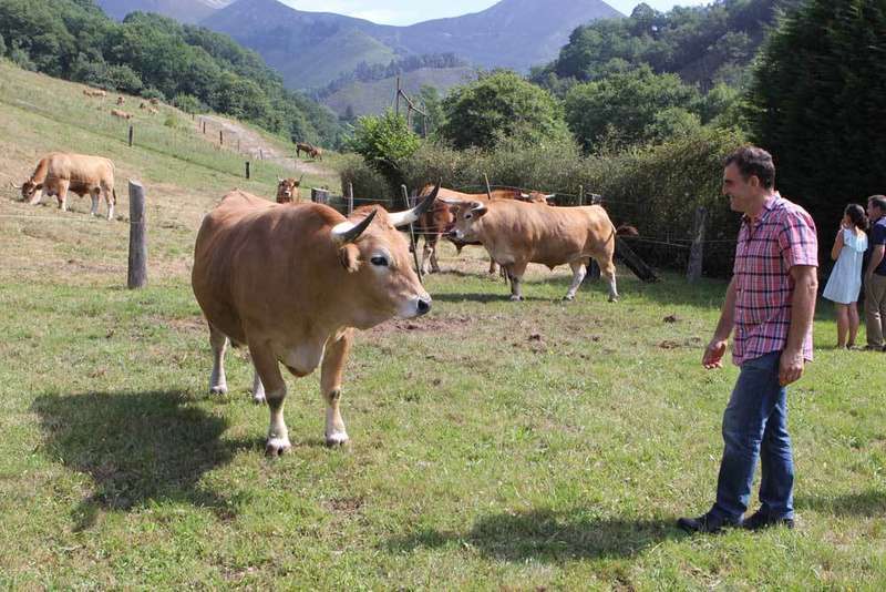 bueyes-onis-peña-mea