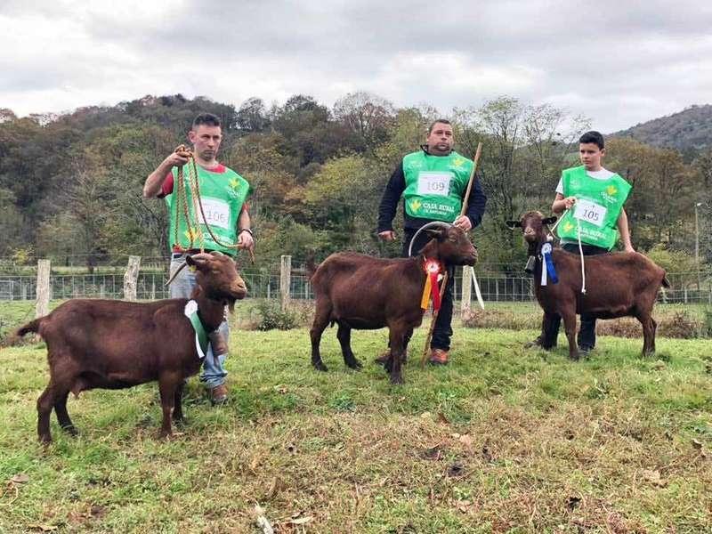 cabra-adulta-acriber-corao