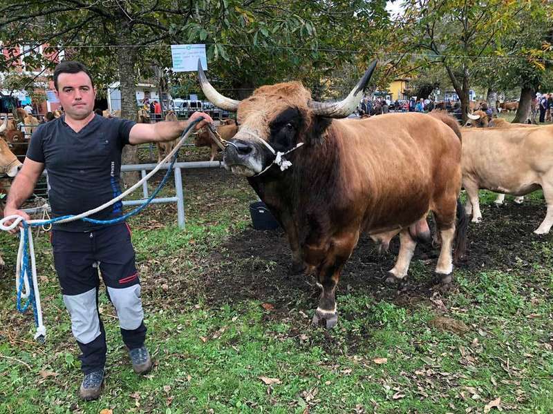 sandungu-asturiana-monta&ntilde;a