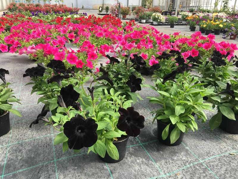 flores-centrojardin-ereba-llanes