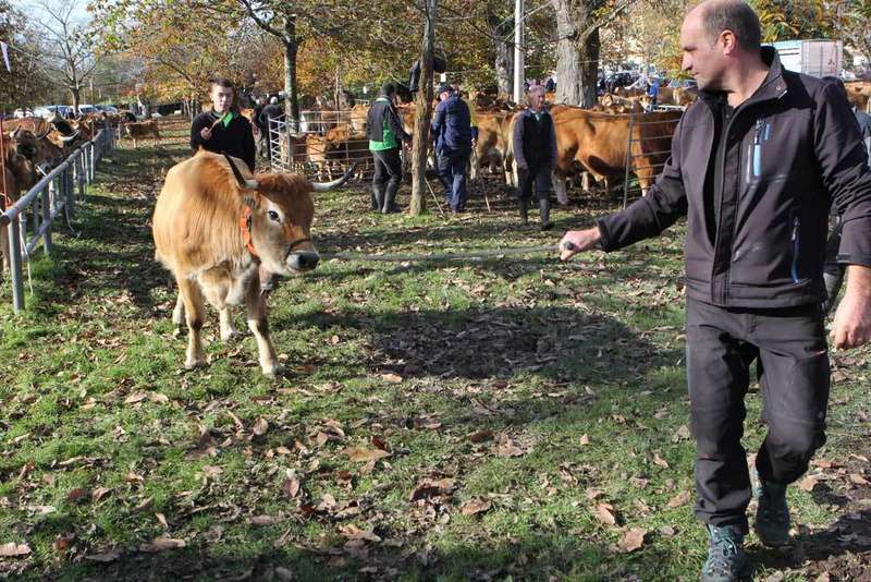 raza asturiana de la monta&ntilde;a en corao