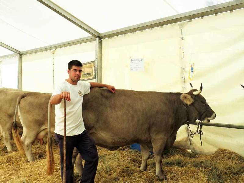 concurso-ganados-santa-teresa-infiesto