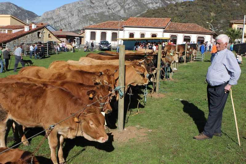 cita ganadera en oseja de sajambre