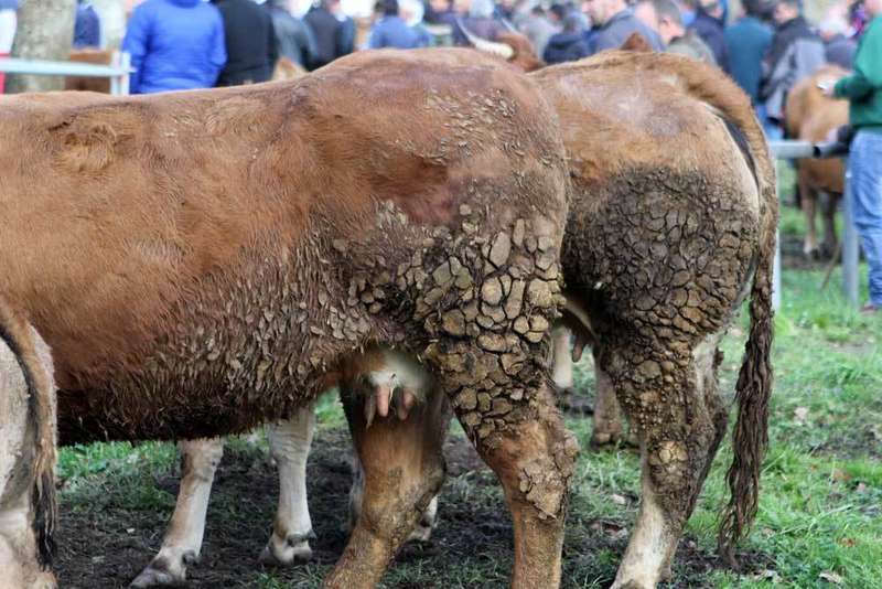 feria-corao-rasqueta