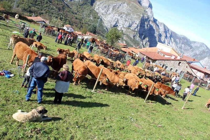 feria-oseja-sajambre