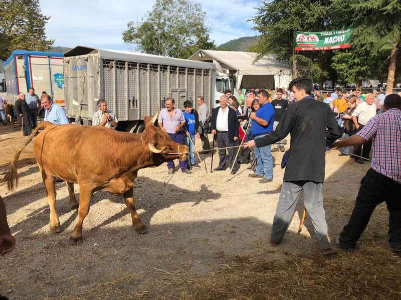 feria-santa-teresa-pilo&ntilde;a
