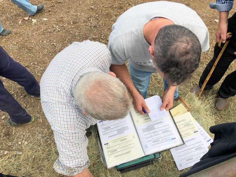 feria-santa-teresa-vacas-infiesto