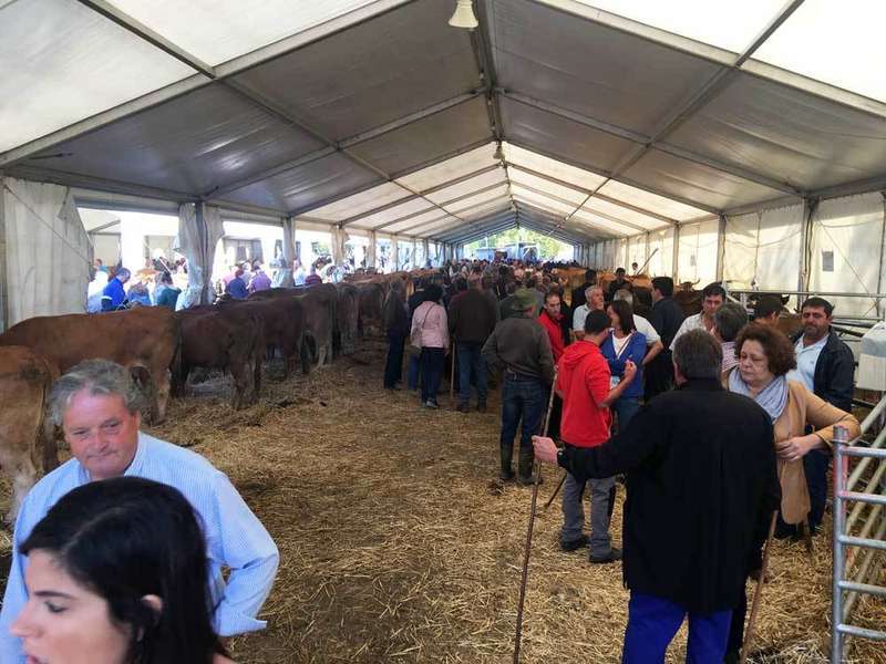 feria-santa-teresa-infiesto-vacas
