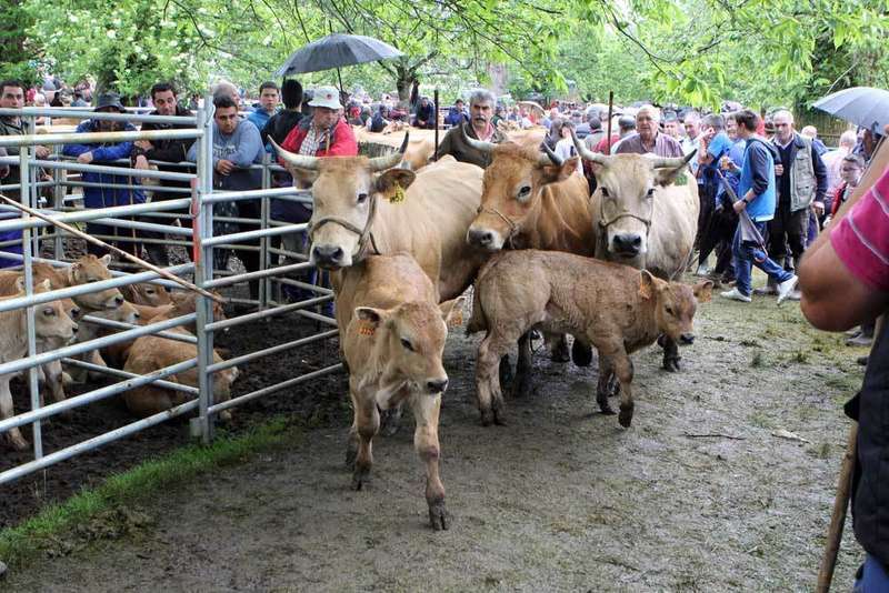 feriona-corao-ganaderia