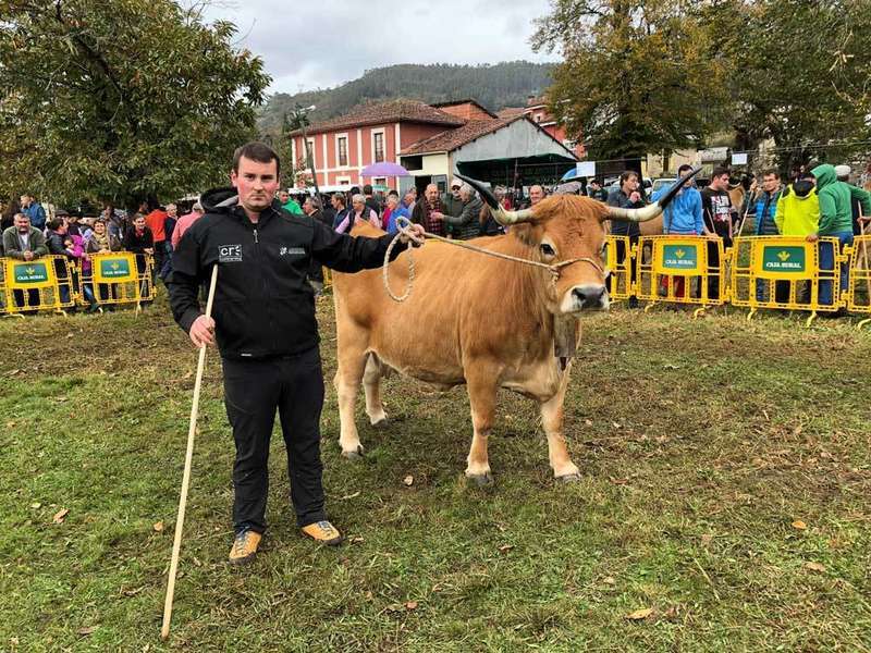 galana-asturiana-monta&ntilde;a-corao