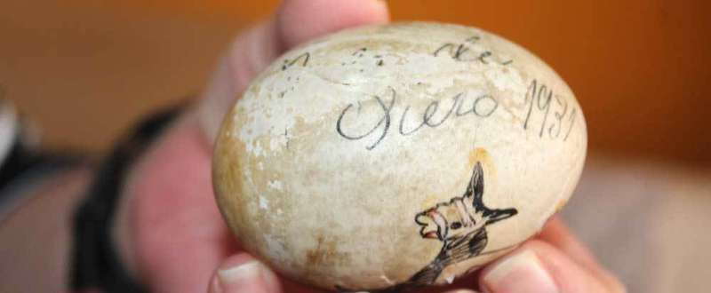 huevu-pintu-pola-siero