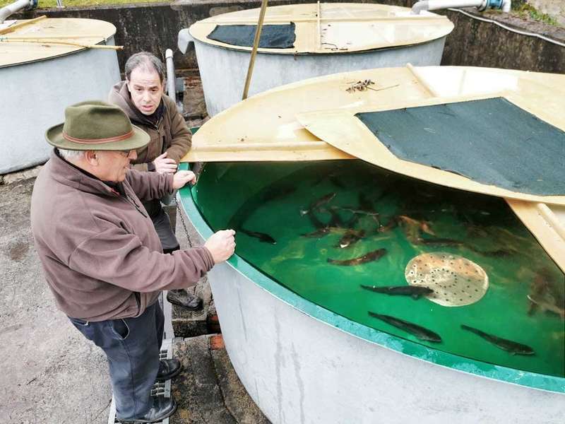 esmerillon-piscifatoria-infiesto-01