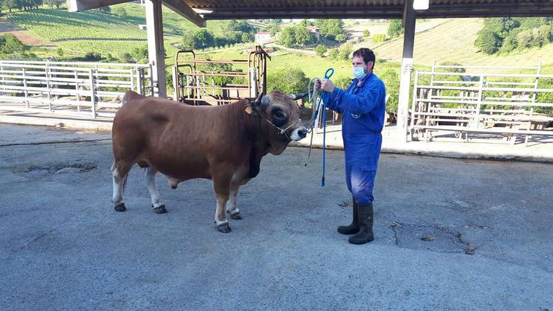 Subasta sementales Aseamo 2020 (6)