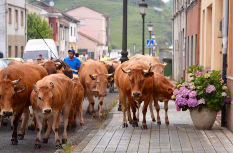 ganado-bimenes-penamayor-02