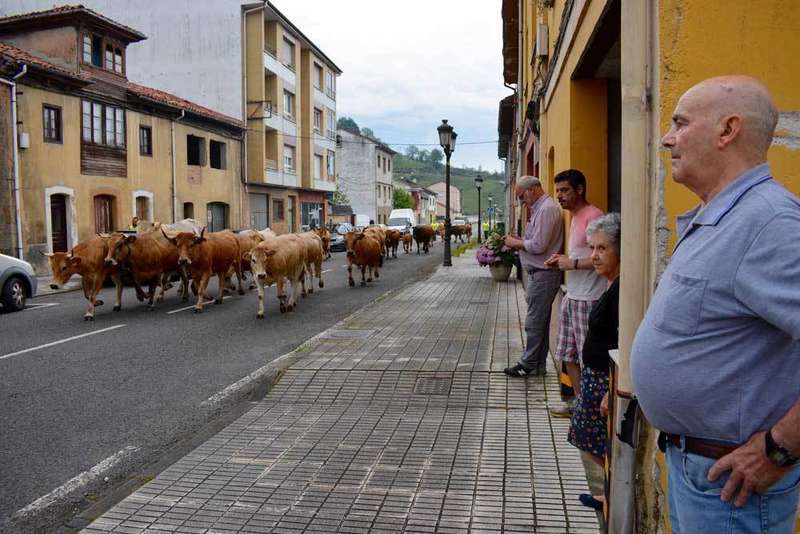 ganado-bimenes-penamayor-03