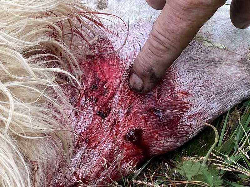 ataque-lobo-cangas-01