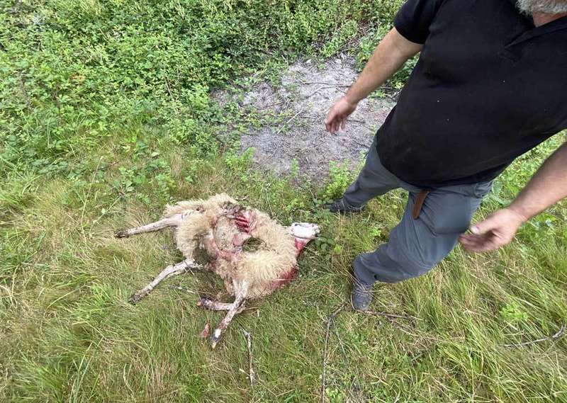 ataque-lobo-cangas-02