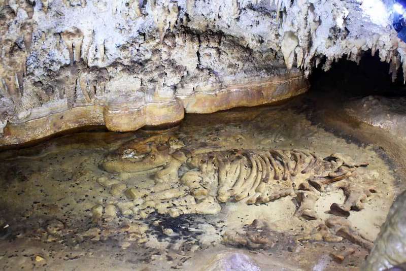 fauna-glacial-onis-06