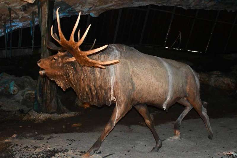 fauna-glacial-onis-14