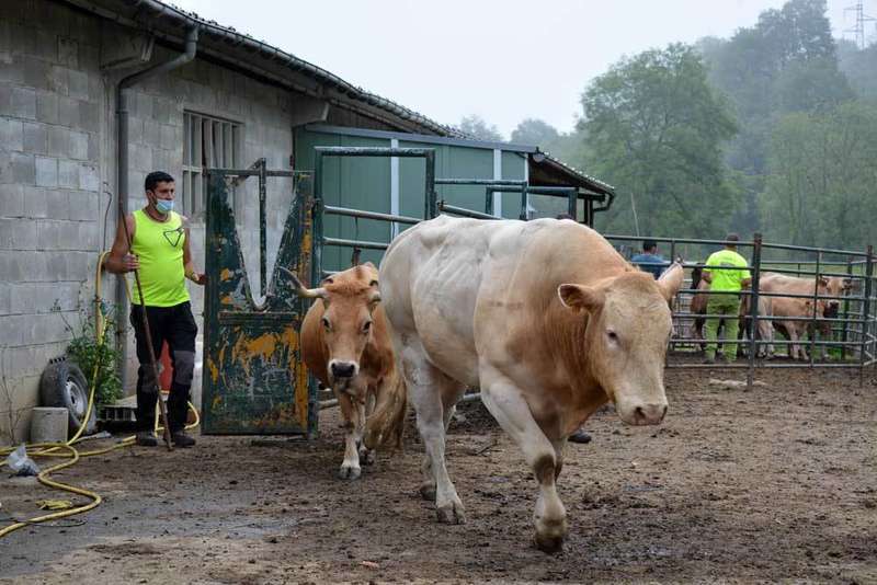 vacas-bimenes-penamayor-01