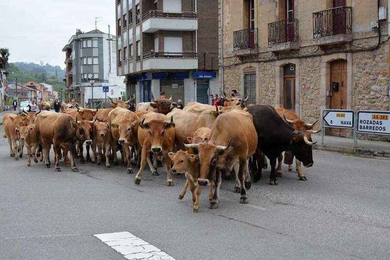 vacas-bimenes-penamayor-04