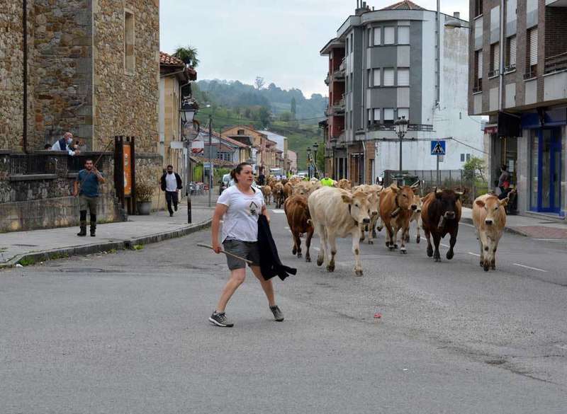 vacas-bimenes-penamayor-05