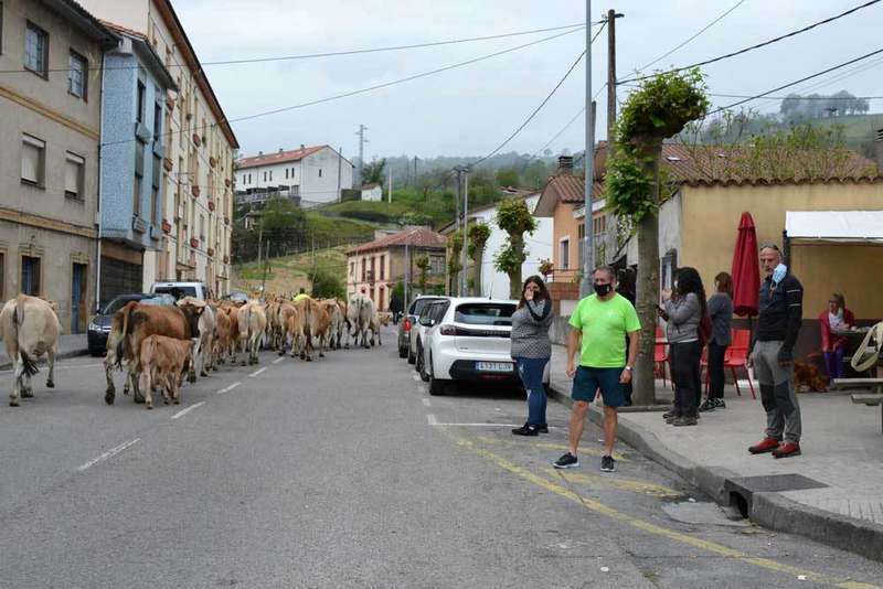 vacas-bimenes-penamayor-07